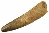 Fossil Spinosaurus Tooth - Real Dinosaur Tooth #344541-1